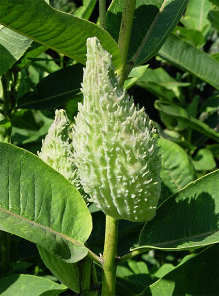 Image of Asclepias syriaca specimen.