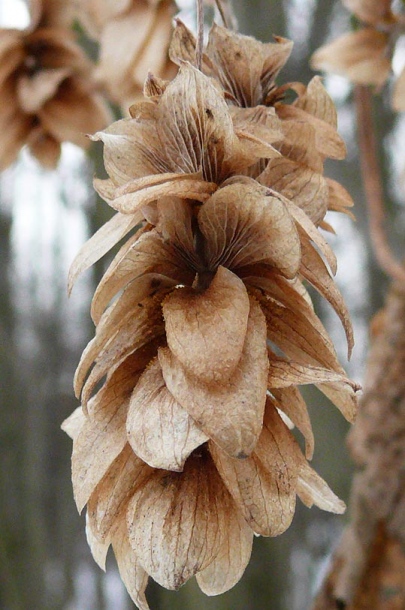 Image of Humulus lupulus specimen.