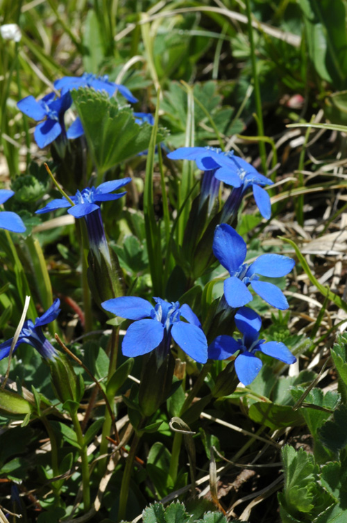 Image of Gentiana angulosa specimen.