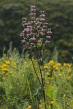 Phlomoides tuberosa. Верхушка цветущего растения. Белгородская обл., окр. пос. Борисовка, Острасьев Яр, степь. 30.06.2009.