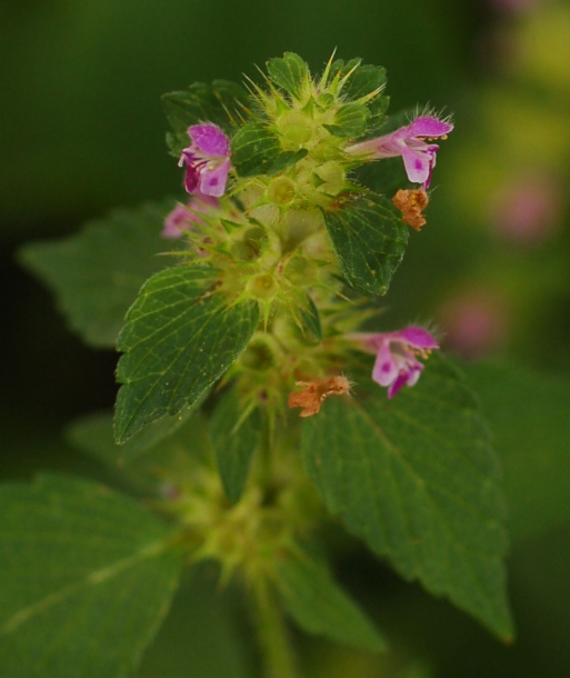 Image of Galeopsis bifida specimen.