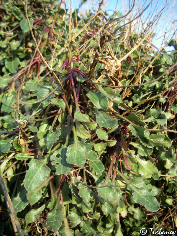 Image of Beta maritima specimen.