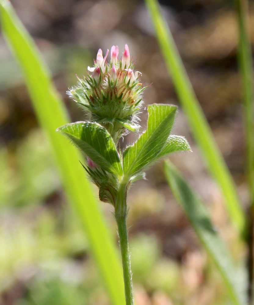 Изображение особи Trifolium striatum.