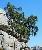 Quercus rotundifolia. Вегетирующее растение. Испания, Андалусия, национальный парк Torcal de Antequera. Август 2015 г.