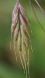 Bromus commutatus. Колосок. Белгородская обл., окр. пос. Борисовка, у дороги. 03.07.2009.