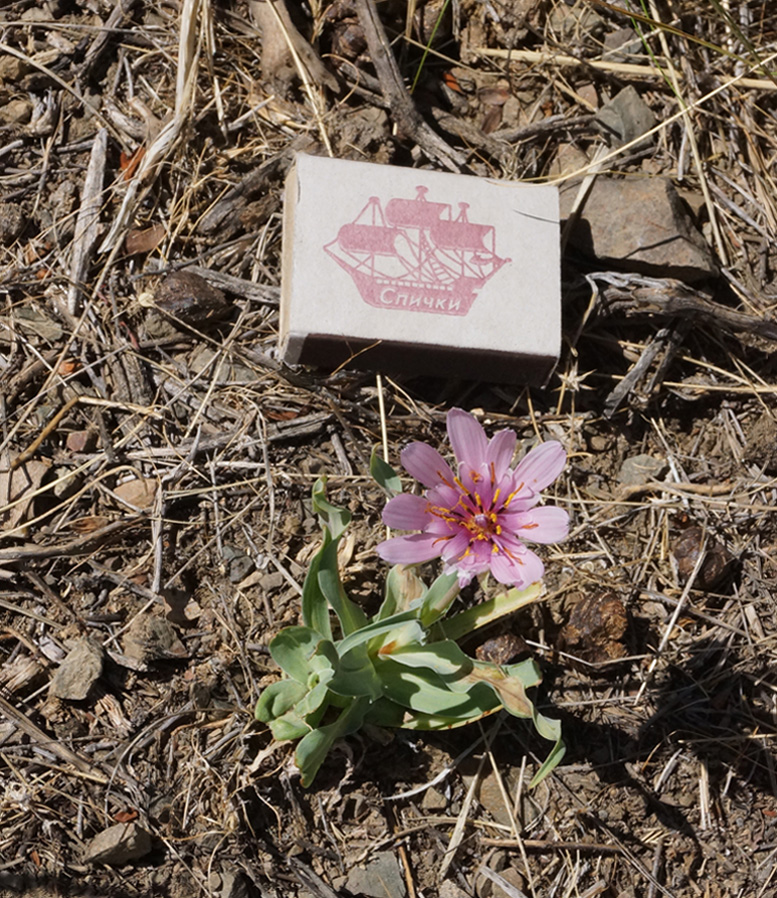 Image of Tragopogon marginifolius specimen.