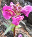 Pedicularis resupinata