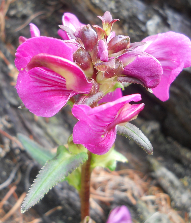 Image of Pedicularis resupinata specimen.