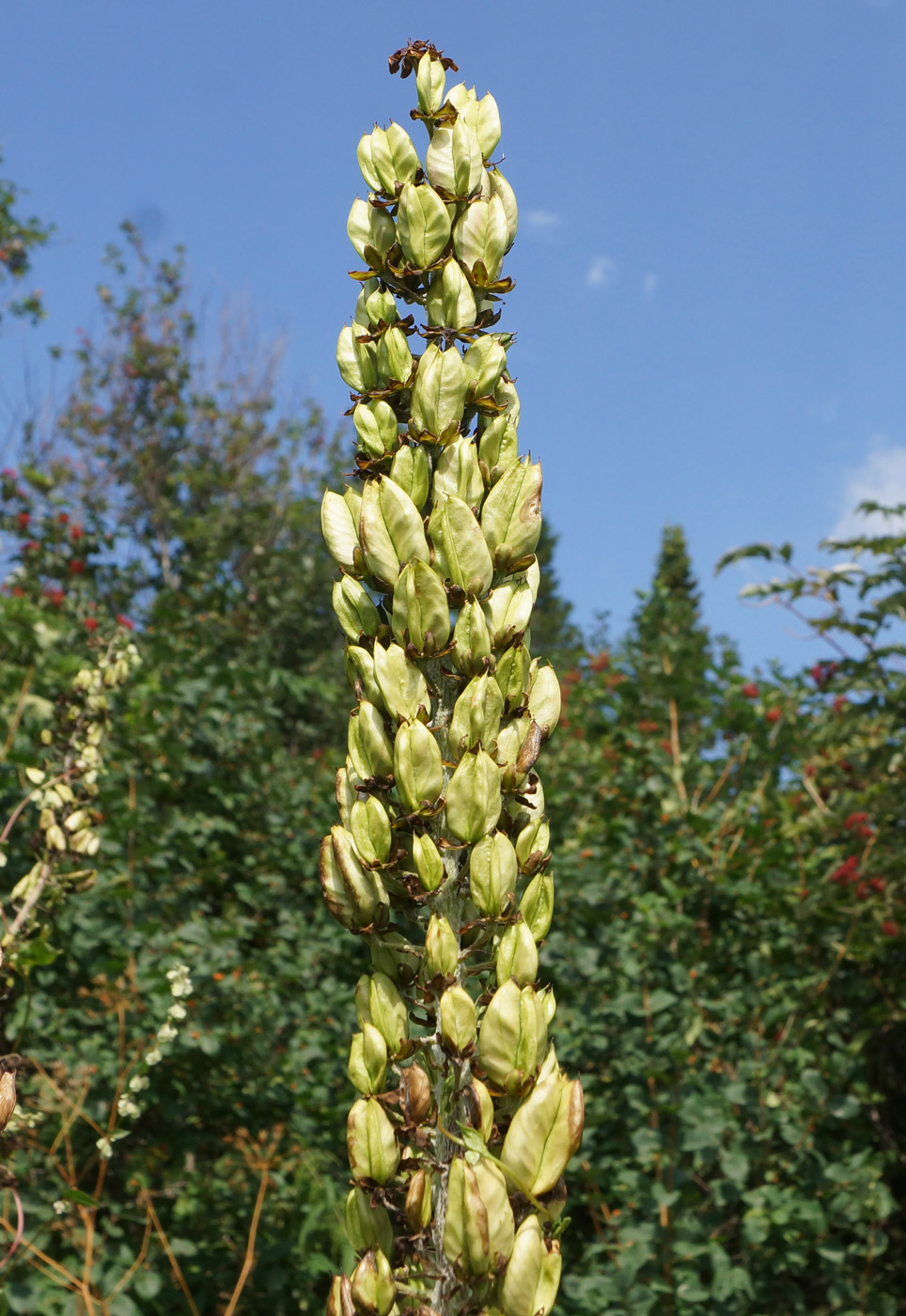 Изображение особи Veratrum nigrum.