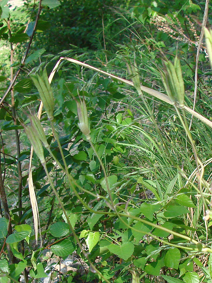 Image of Aquilegia amurensis specimen.