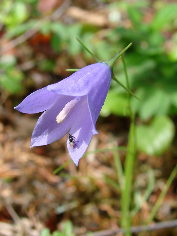 Изображение особи Campanula rotundifolia.