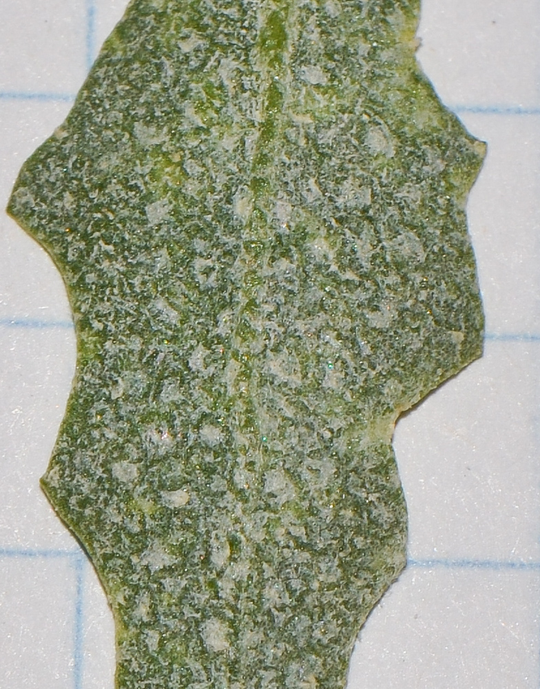 Image of Atriplex semilunaris specimen.