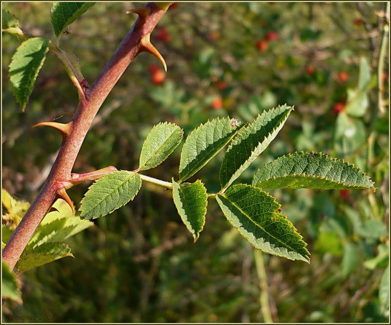 Image of Rosa dumalis specimen.