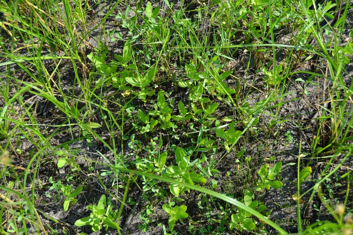 Image of Sphaeranthus strobilifer specimen.