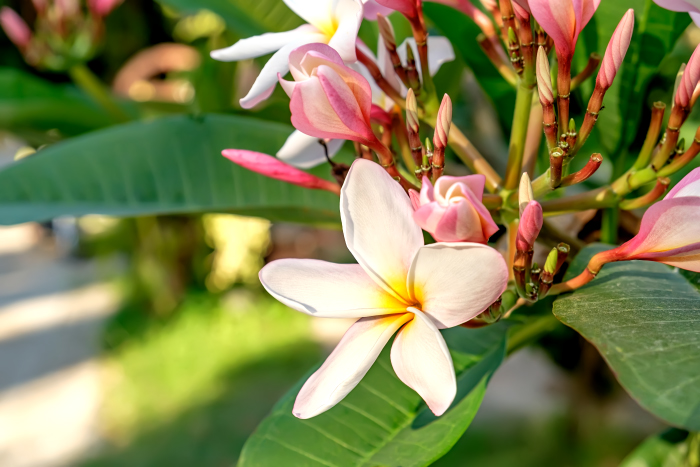 Image of genus Plumeria specimen.