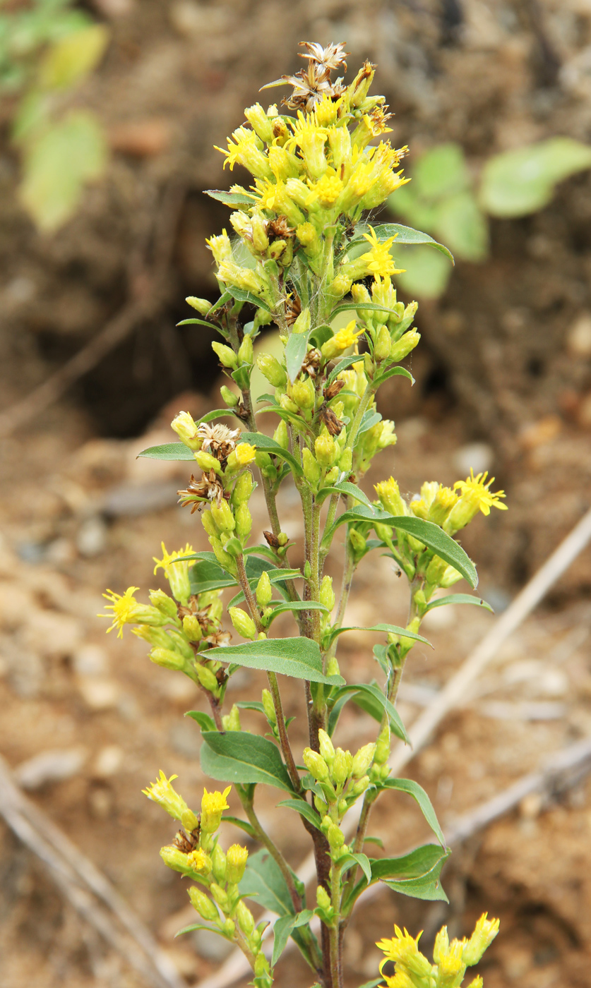 Image of Solidago virgaurea specimen.