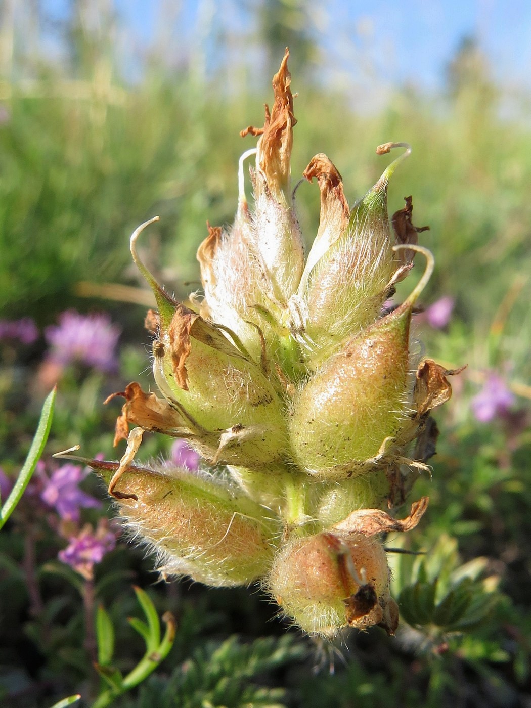 Image of Oxytropis reverdattoi specimen.