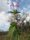 Galeopsis ladanum