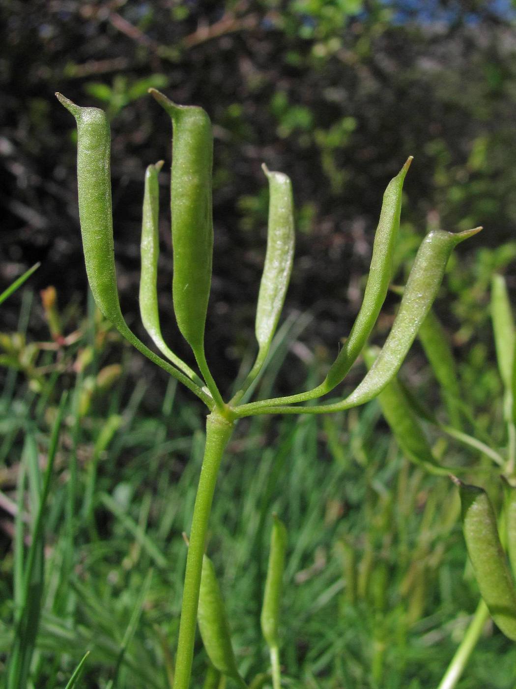 Image of Eranthis longistipitata specimen.