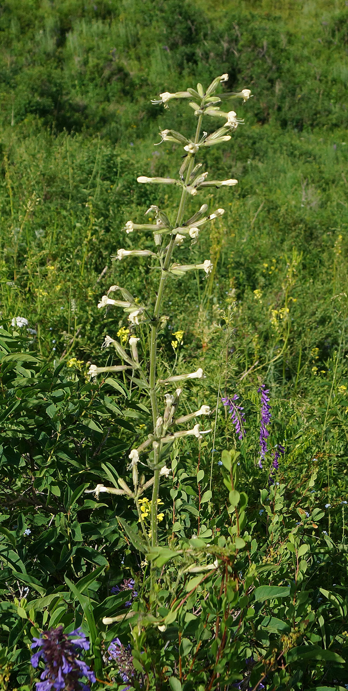 Image of Silene viscosa specimen.