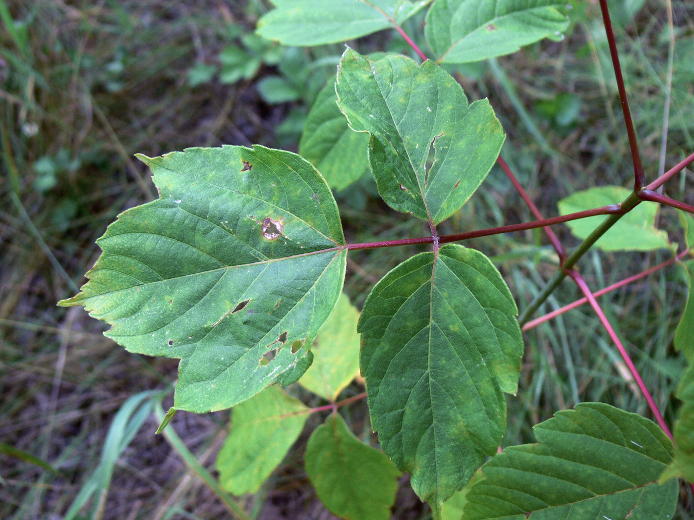 Image of Acer negundo specimen.