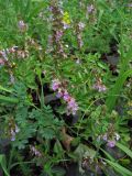 Teucrium chamaedrys