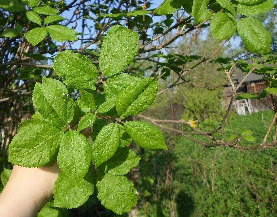 Изображение особи Eleutherococcus senticosus.