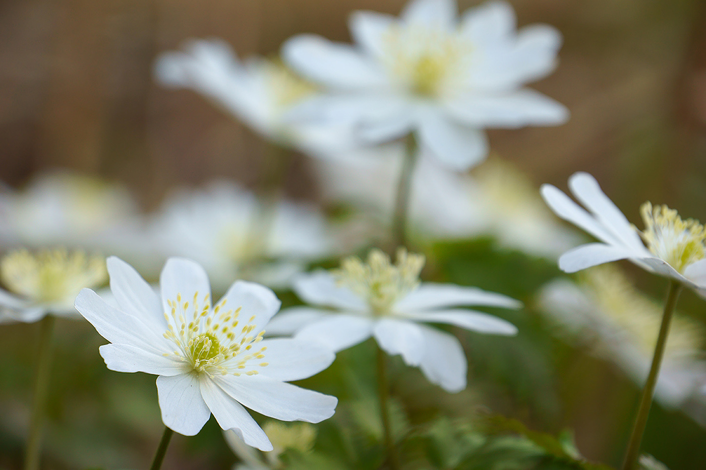 Image of Anemone altaica specimen.