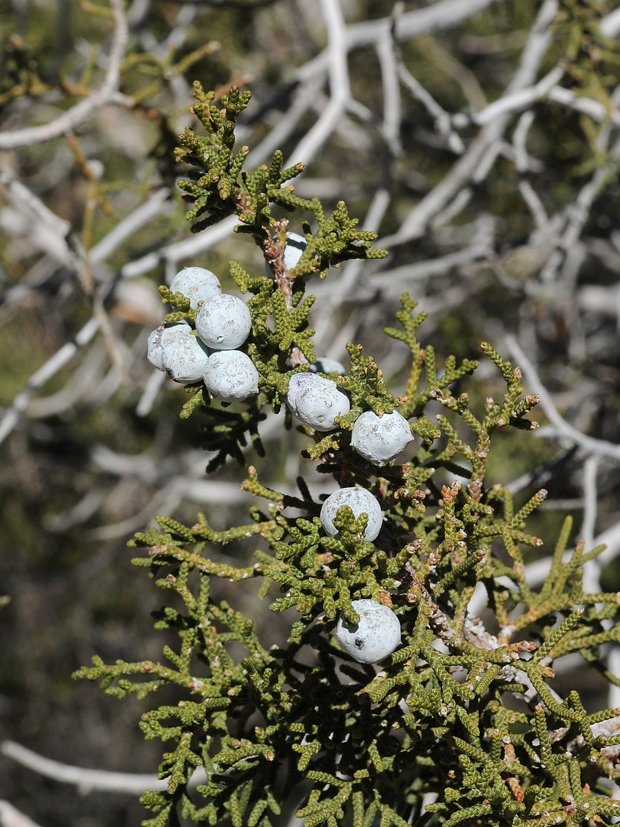 Image of Juniperus californica specimen.