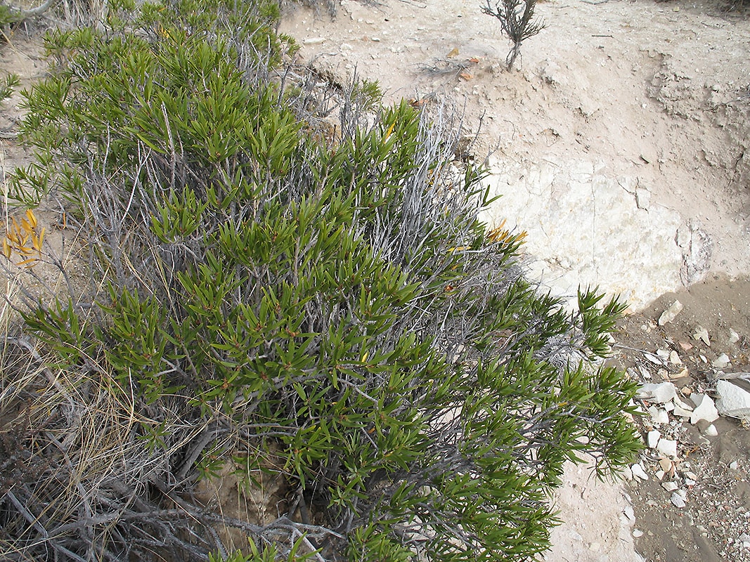 Image of Colliguaja integerrima specimen.