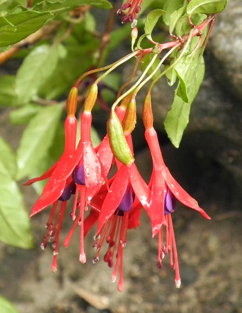 Image of Fuchsia magellanica specimen.