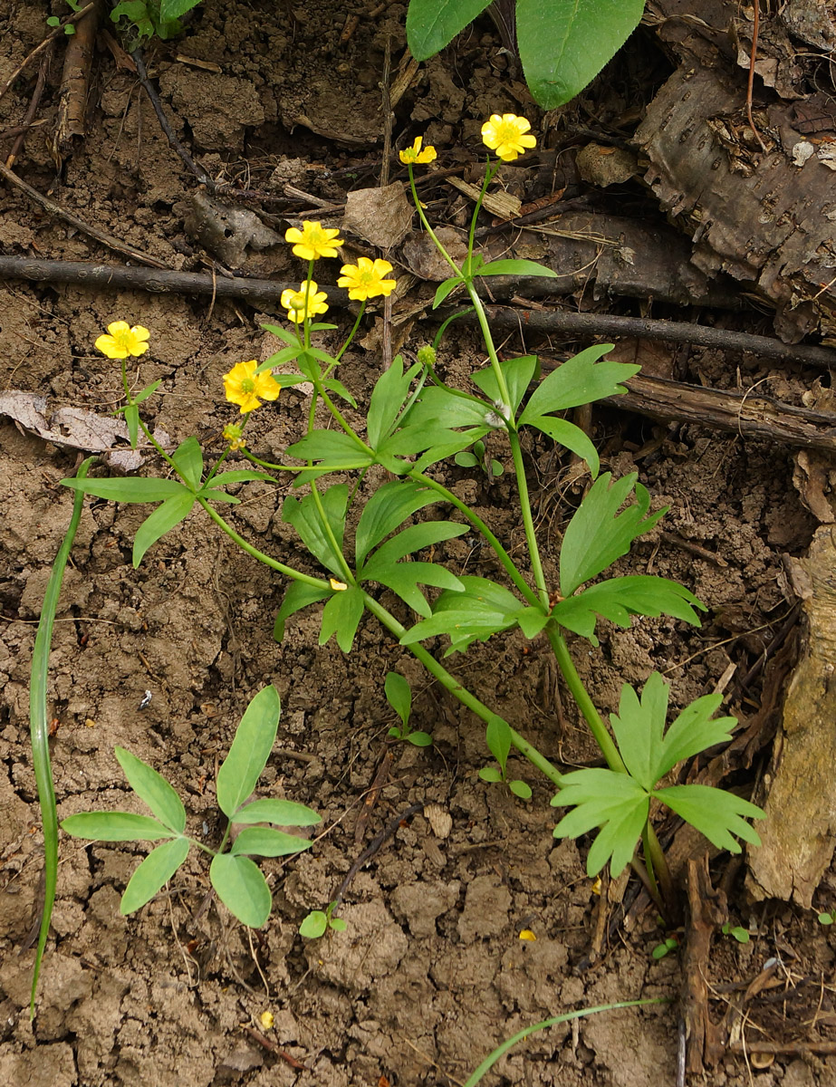 Image of genus Ranunculus specimen.