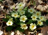 Primula vulgaris