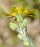 род Hieracium