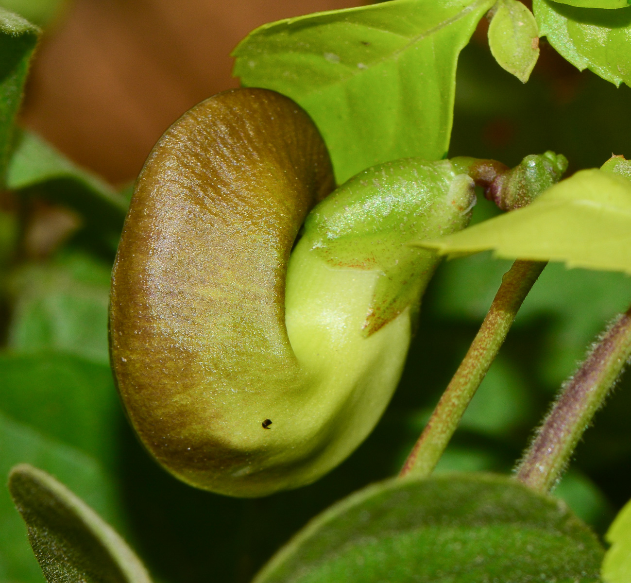 Image of Vigna speciosa specimen.