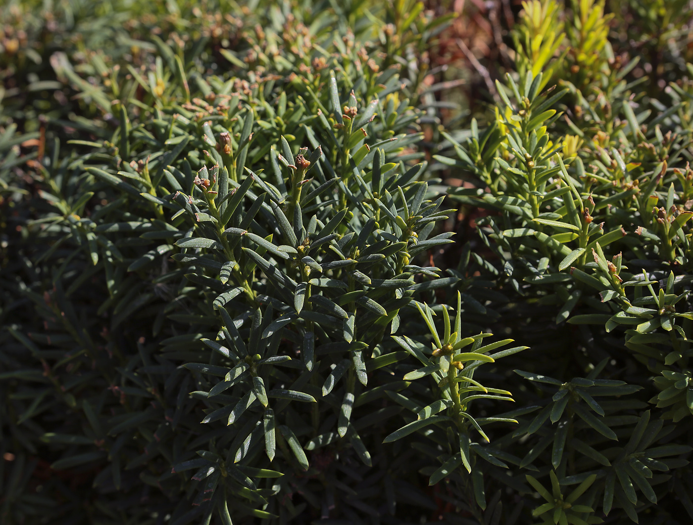 Изображение особи Taxus baccata.