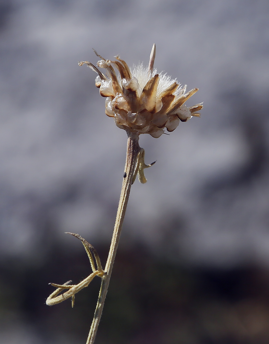 Image of Centaurea vankovii specimen.