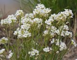 Смотреть изображение Arabidopsis petraea