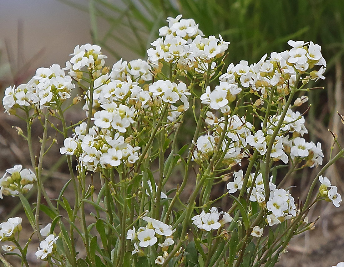 Изображение особи Arabidopsis petraea.