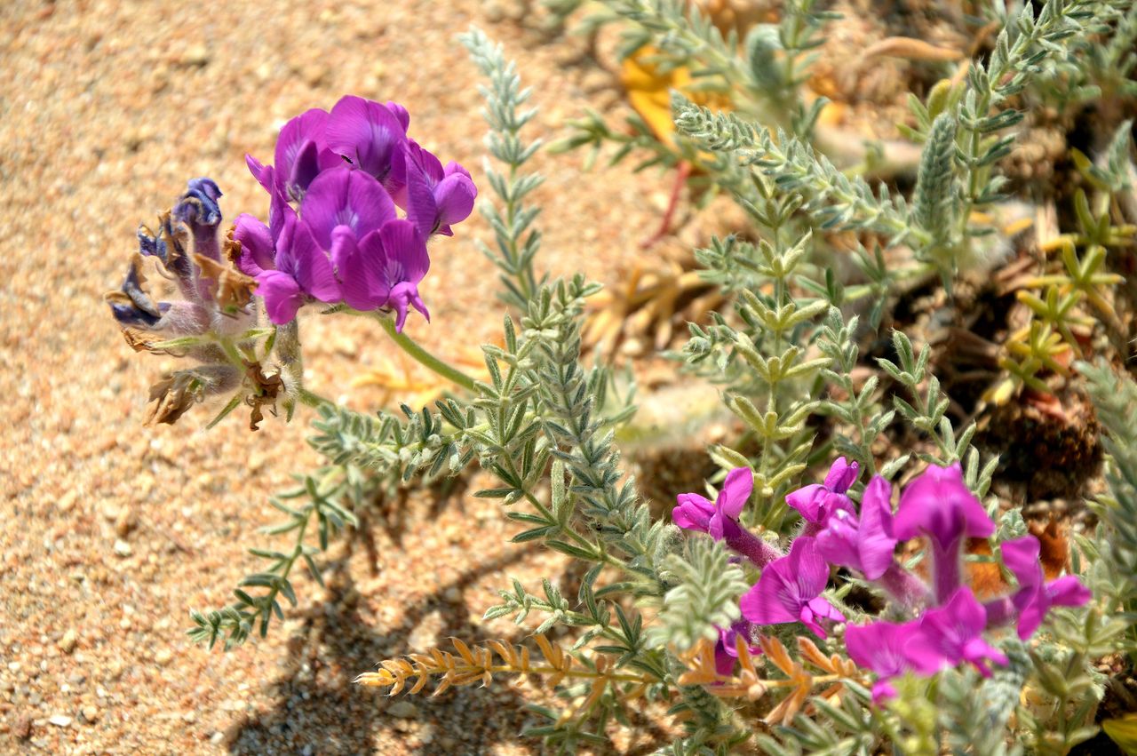 Изображение особи Oxytropis lanata.