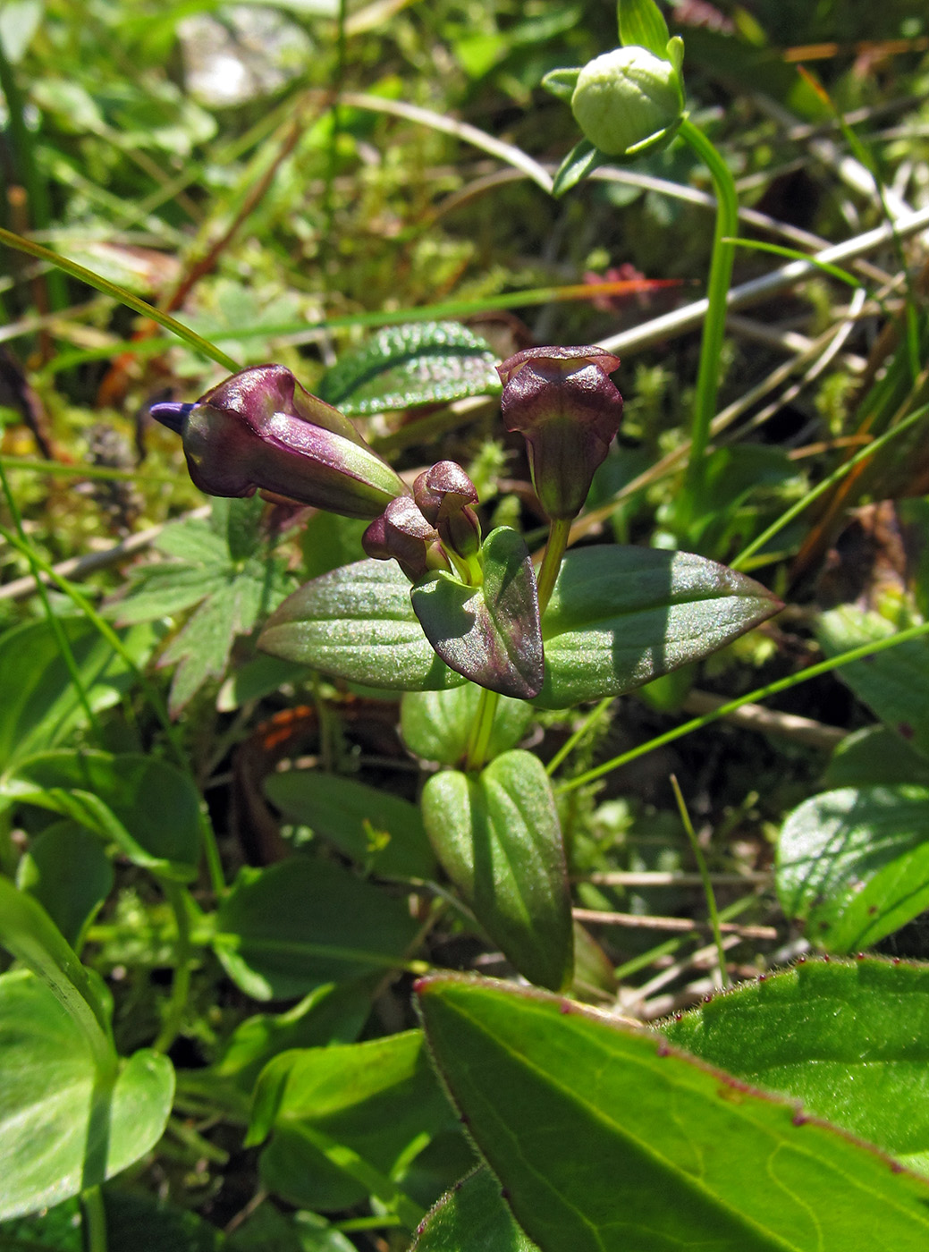 Изображение особи Gentianella auriculata.