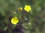 genus Potentilla