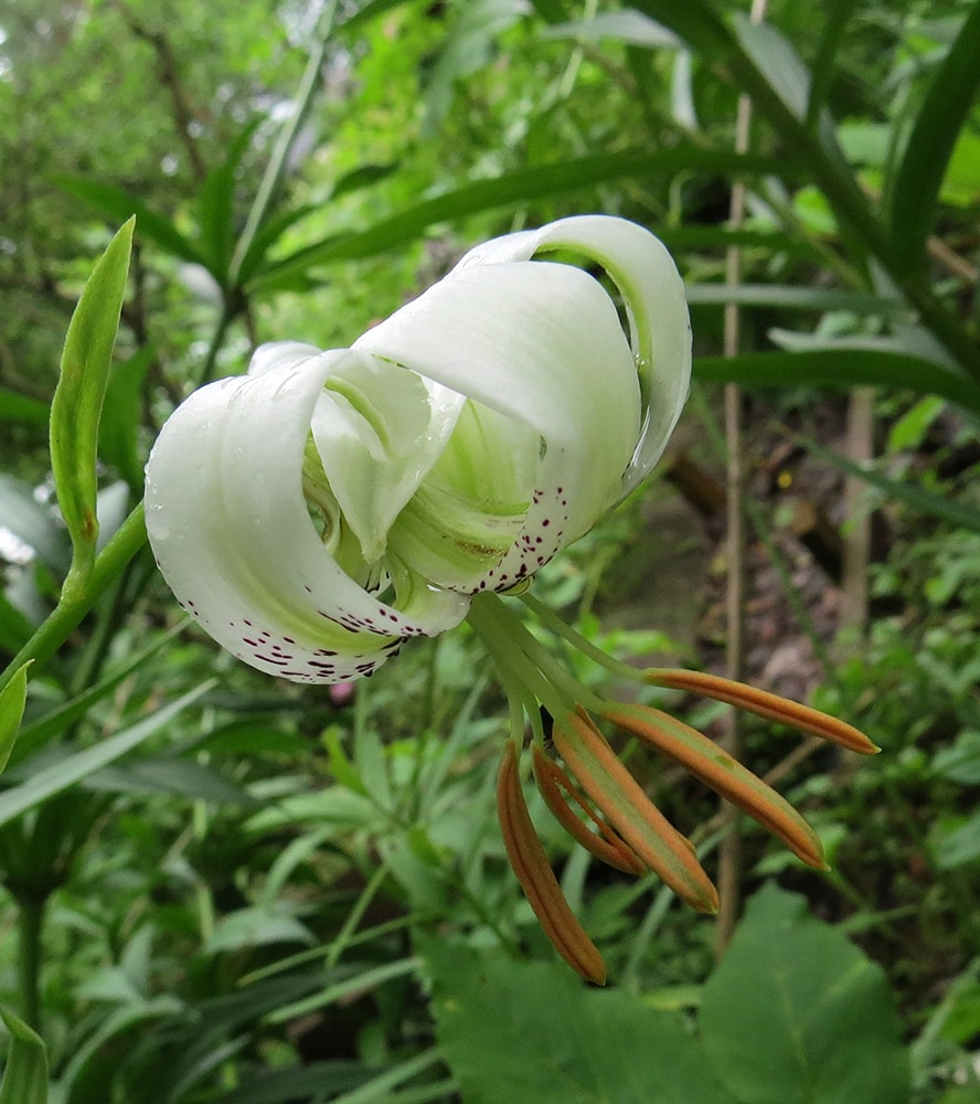 Изображение особи Lilium ledebourii.