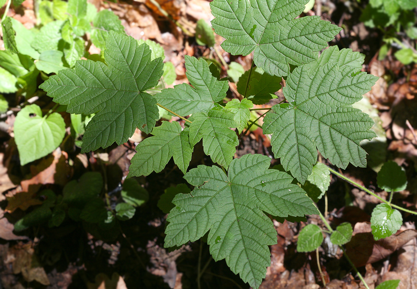 Image of Acer pseudoplatanus specimen.