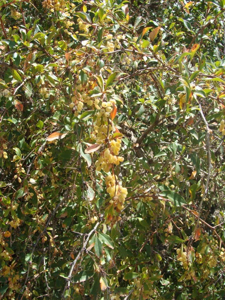 Image of Berberis vulgaris specimen.