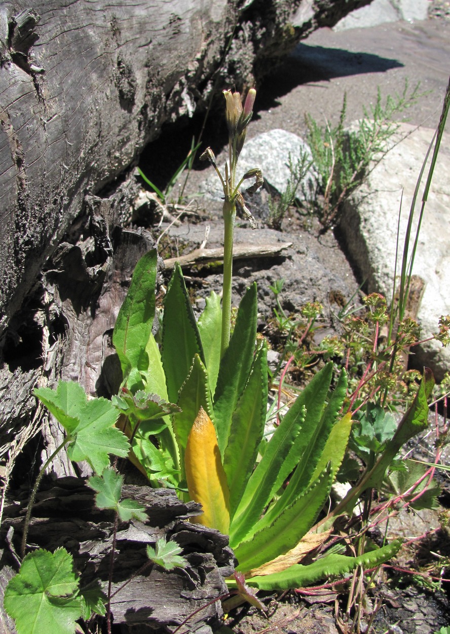 Image of Primula bayernii specimen.