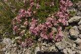 Asperula cristata. Цветущие растения. Кабардино-Балкарская Республика, Зольский р-н, северный склон Эльбруса, ур. Аэродром. 27.07.2011.