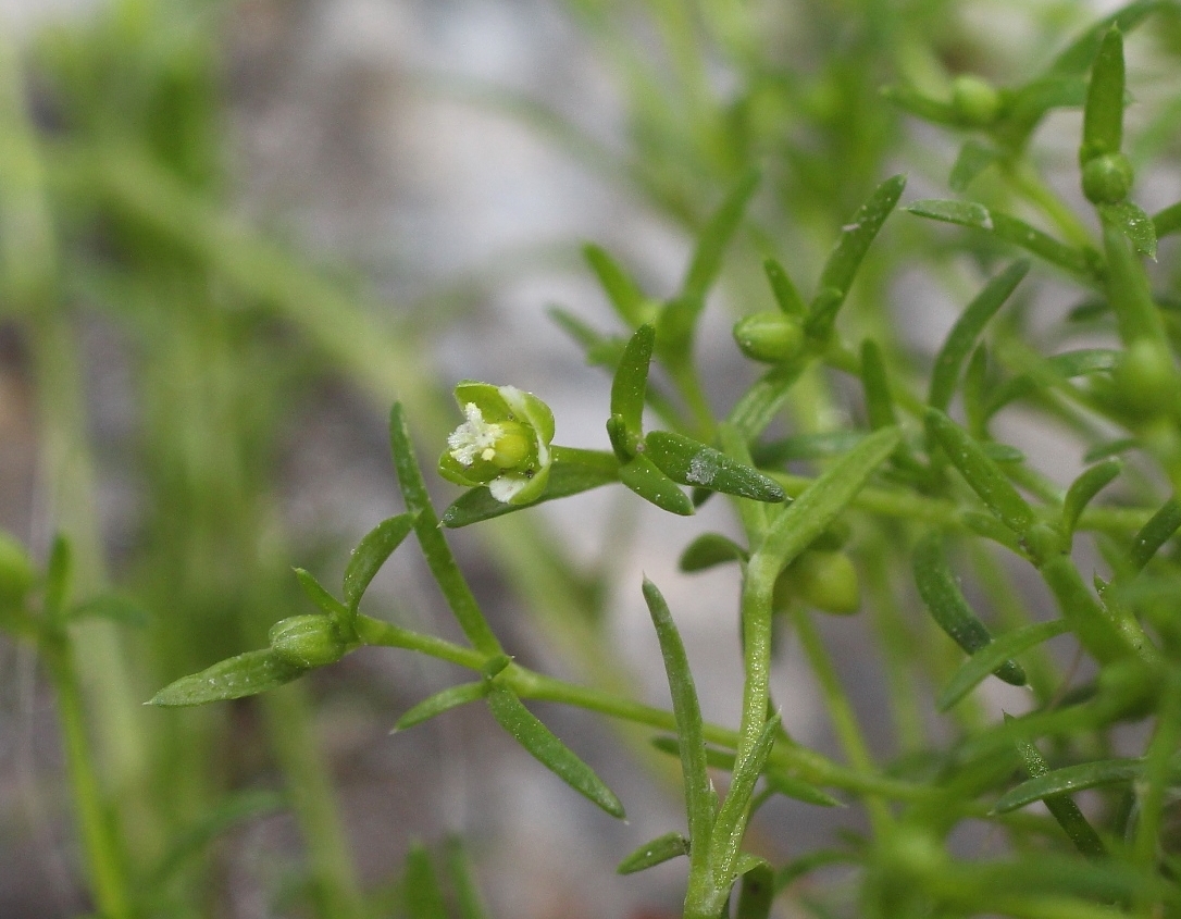 Image of Sagina procumbens specimen.