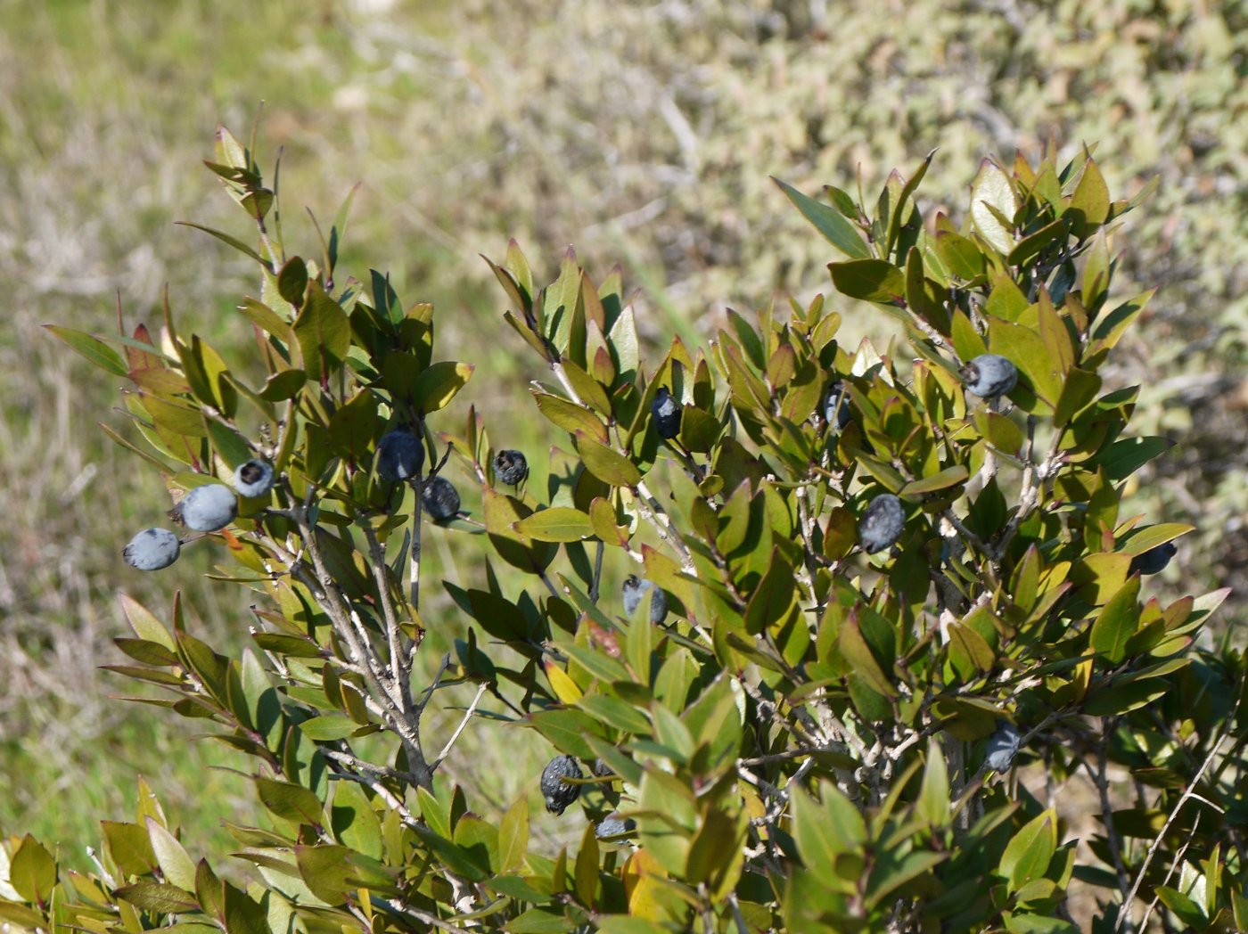 Image of Myrtus communis specimen.