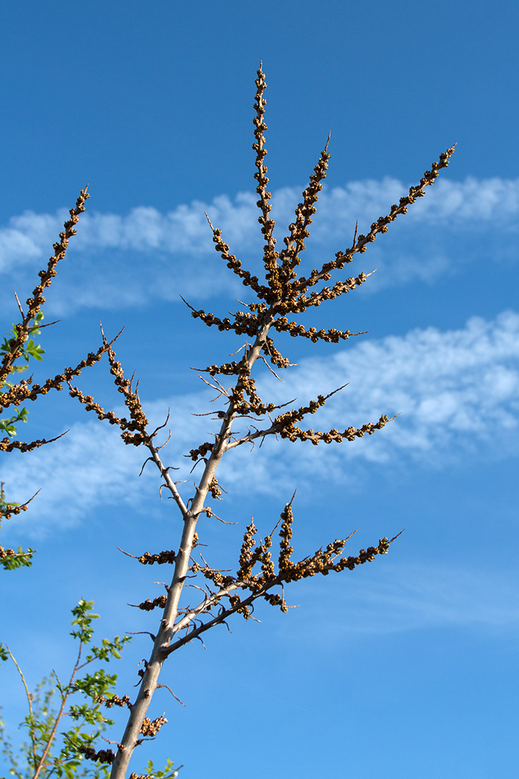 Image of Hippophae rhamnoides specimen.